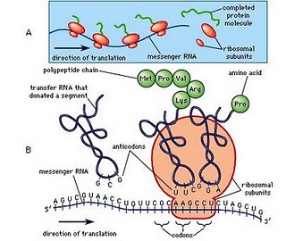 protein synthesis