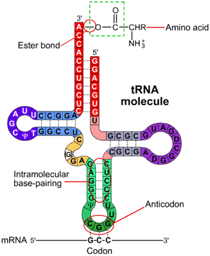 trna_diagram
