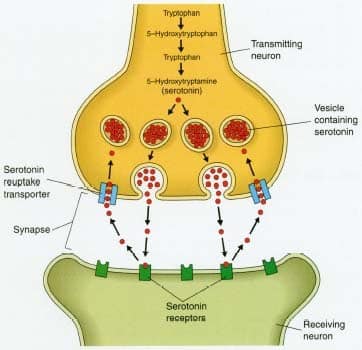 Neurotransmitters