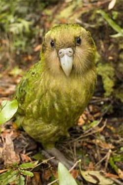 daytimeKakapo